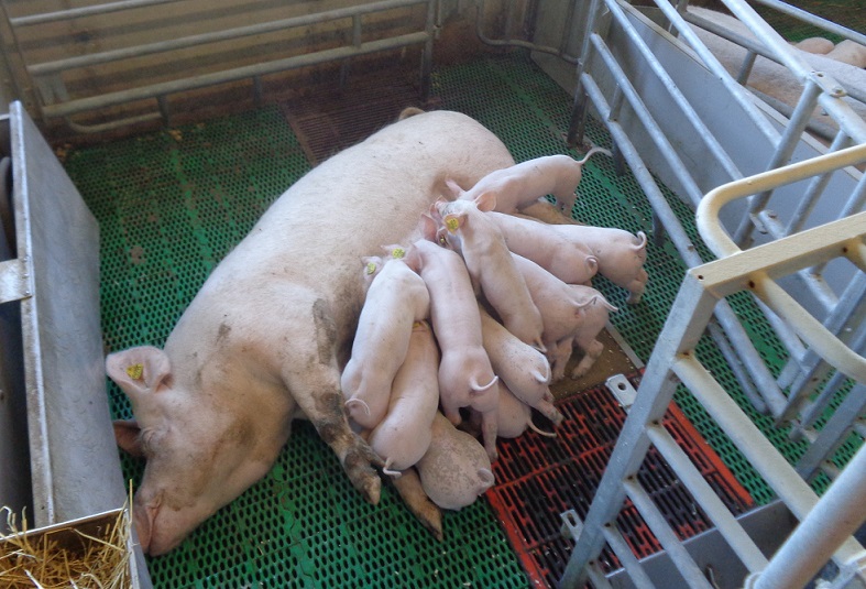 Pro Dromi system with sow and piglets
